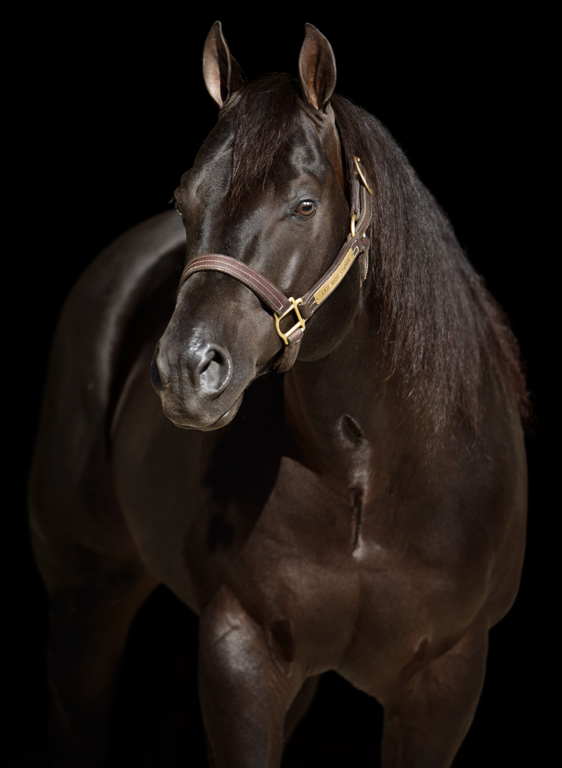 Late-Night-Stopper-Head-L-Blk-Oswood-Stallions-9-18-2109897-Edit-scaled